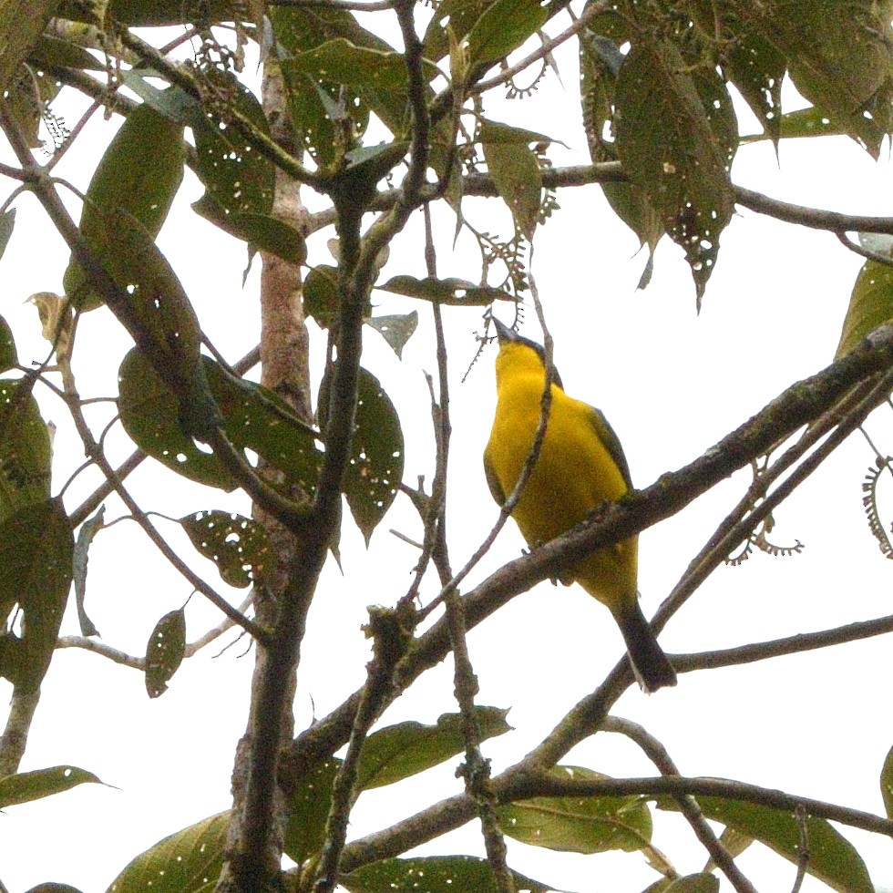 Blue-winged Mountain Tanager - ML647623342
