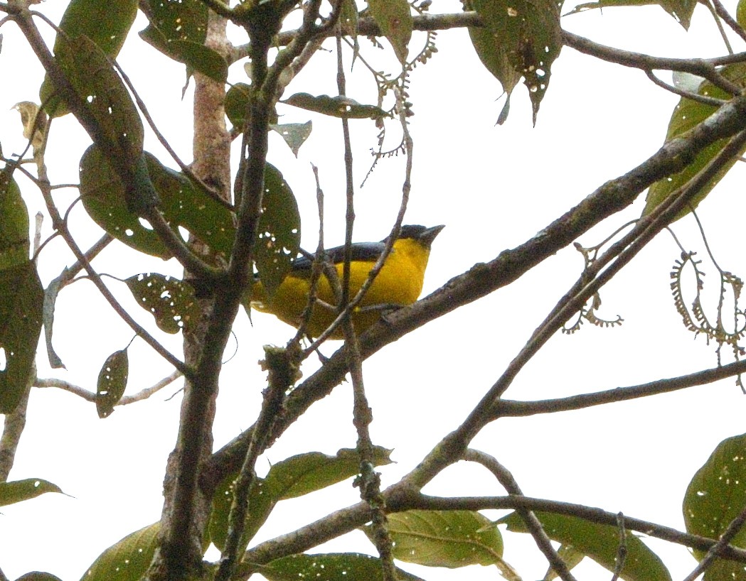 Blue-winged Mountain Tanager - ML647623349