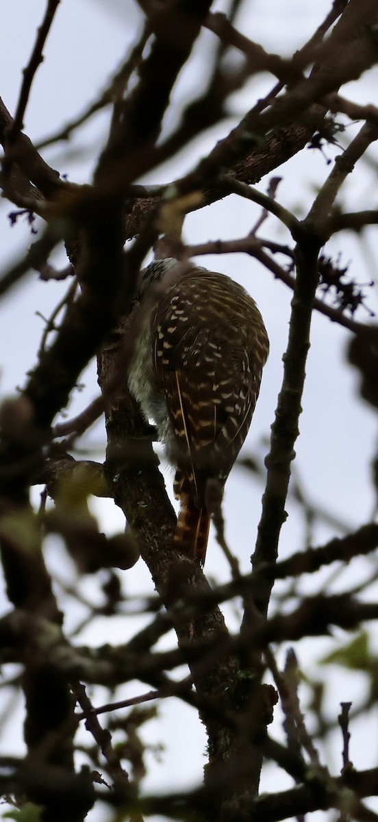 Cardinal Woodpecker - ML647623352