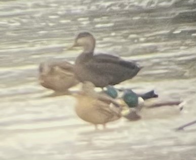 Ahate iluna - ML647623372