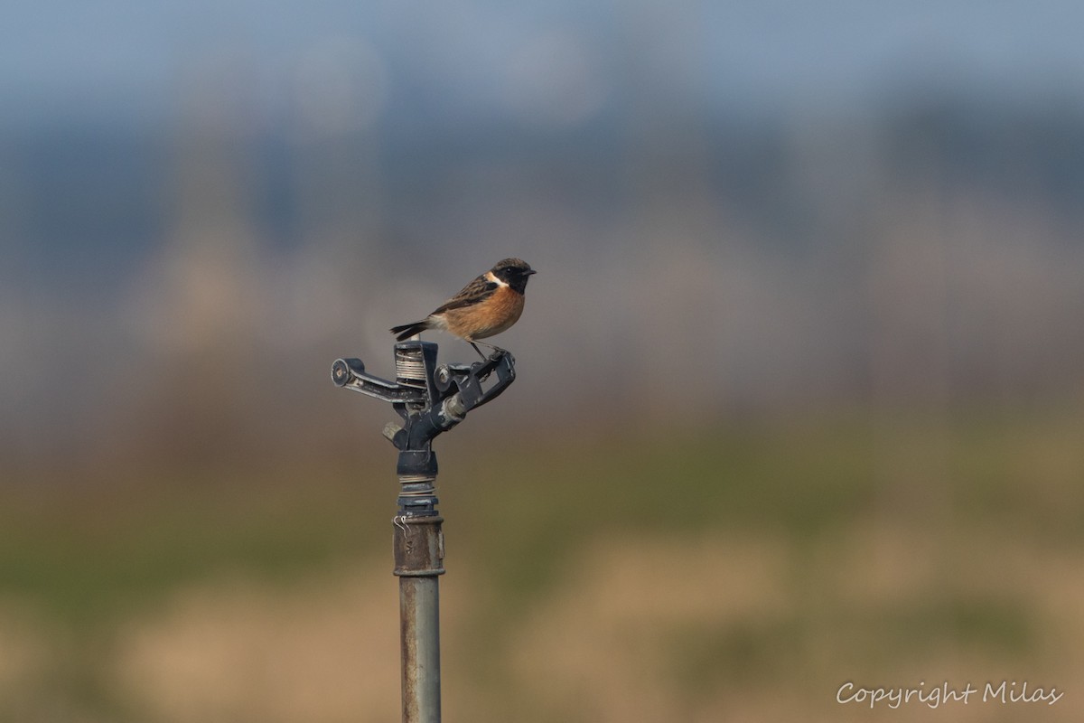 European Stonechat - ML647623375