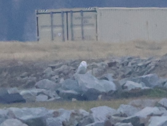 Snowy Owl - ML647623422