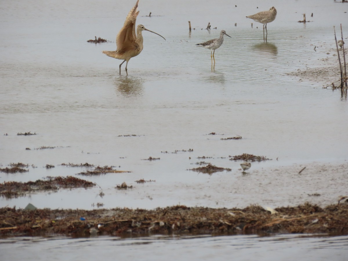 Long-billed Curlew - ML647623467