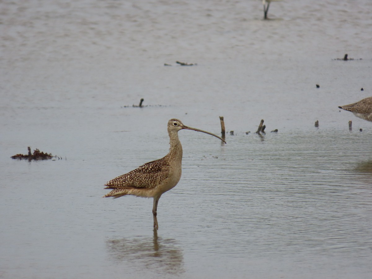 Long-billed Curlew - ML647623468