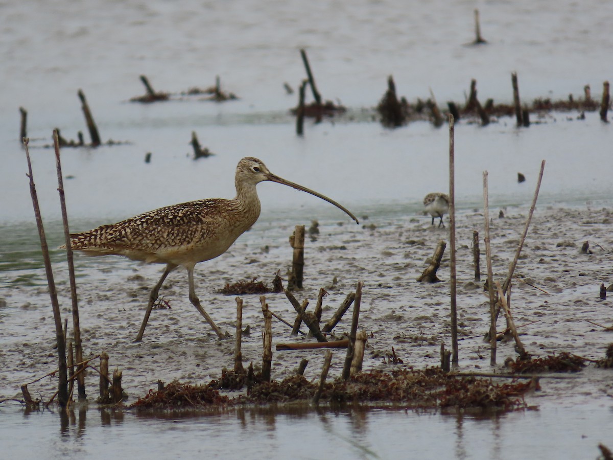 Long-billed Curlew - ML647623469