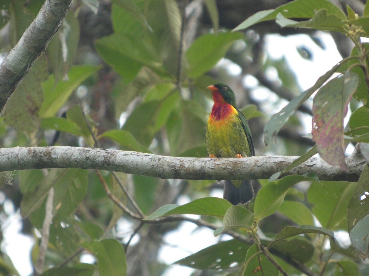 Scharlachbrustkotinga - ML647623493