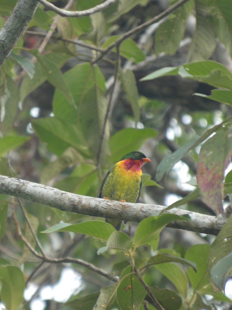 Scharlachbrustkotinga - ML647623495