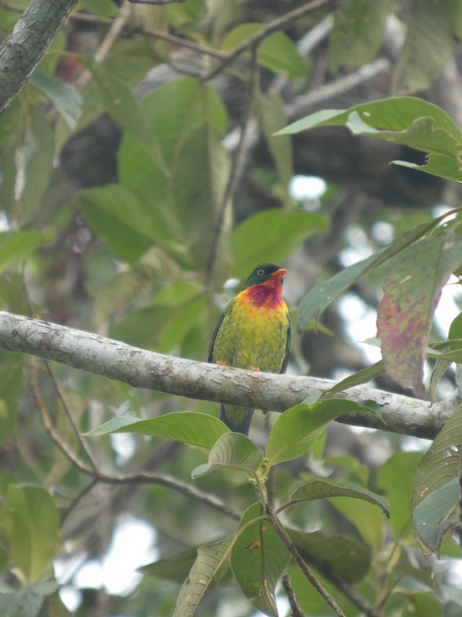 Scharlachbrustkotinga - ML647623497