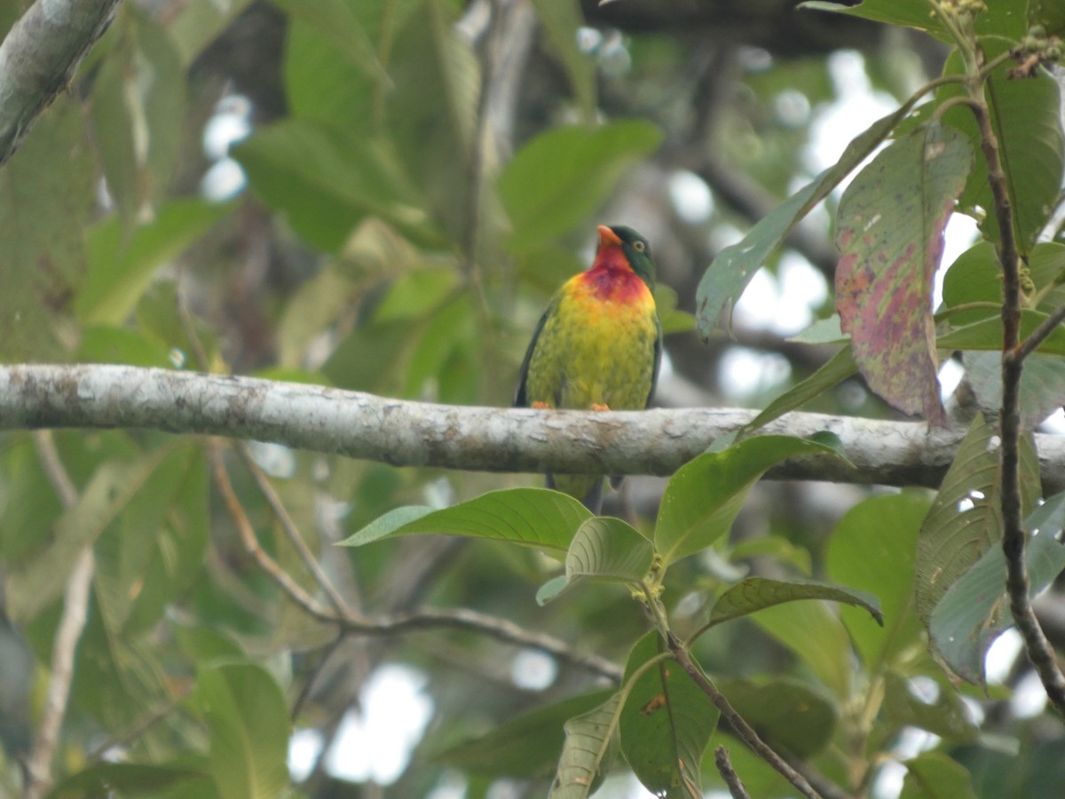 Scharlachbrustkotinga - ML647623501