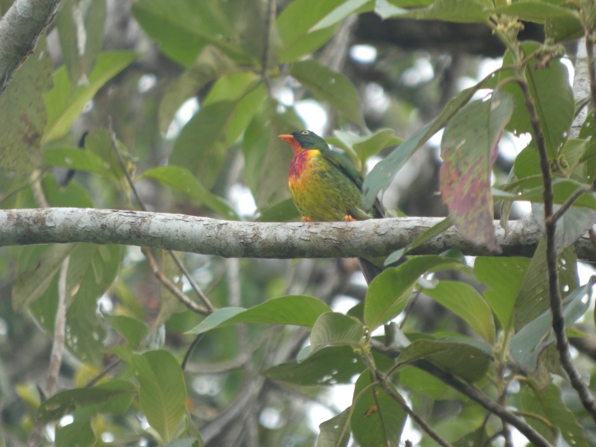 Scharlachbrustkotinga - ML647623504