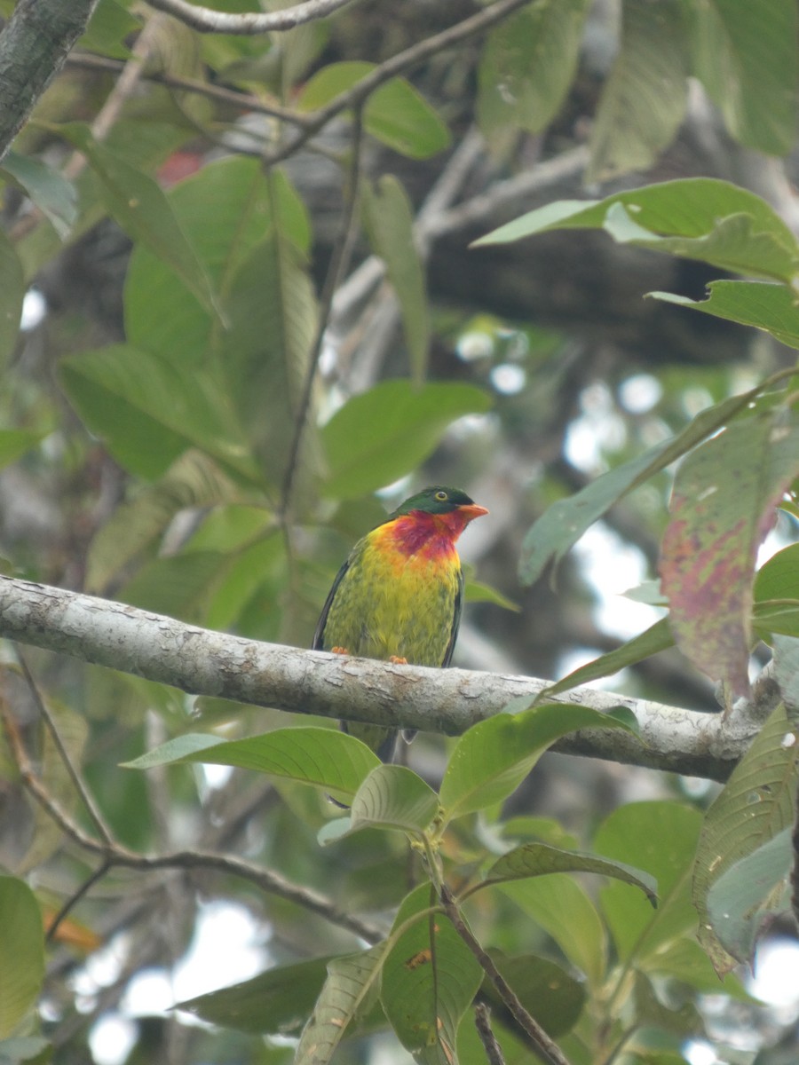 Scharlachbrustkotinga - ML647623505