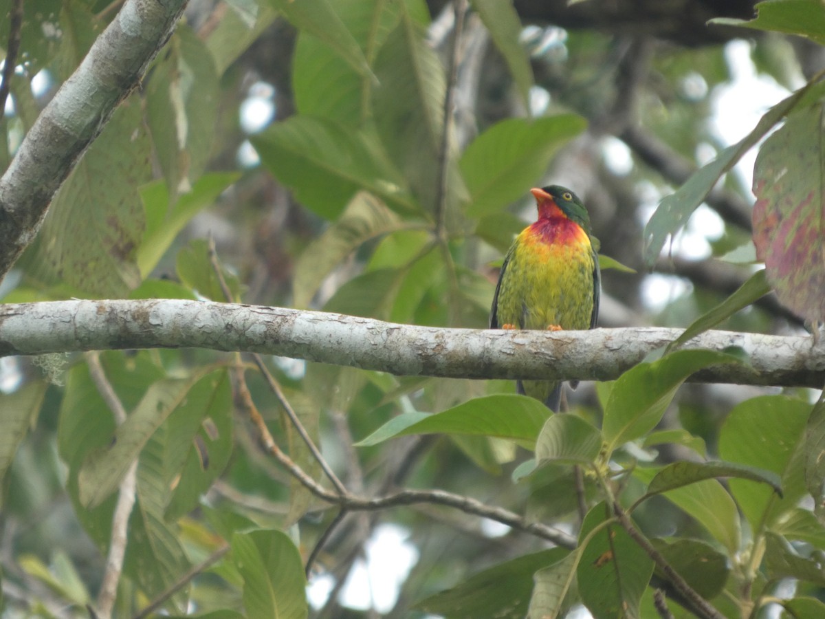 Scharlachbrustkotinga - ML647623507