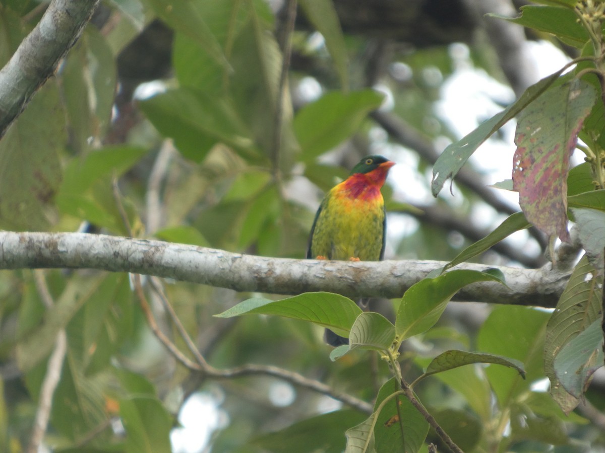 Scharlachbrustkotinga - ML647623508