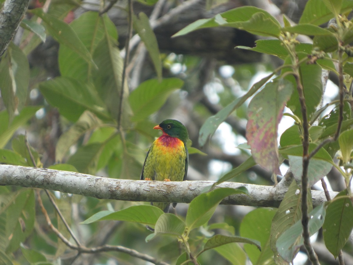 Scharlachbrustkotinga - ML647623509