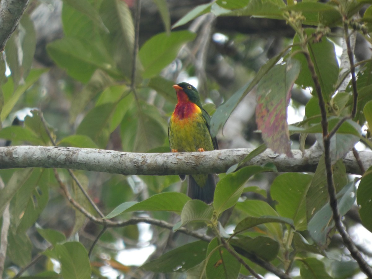 Scharlachbrustkotinga - ML647623511