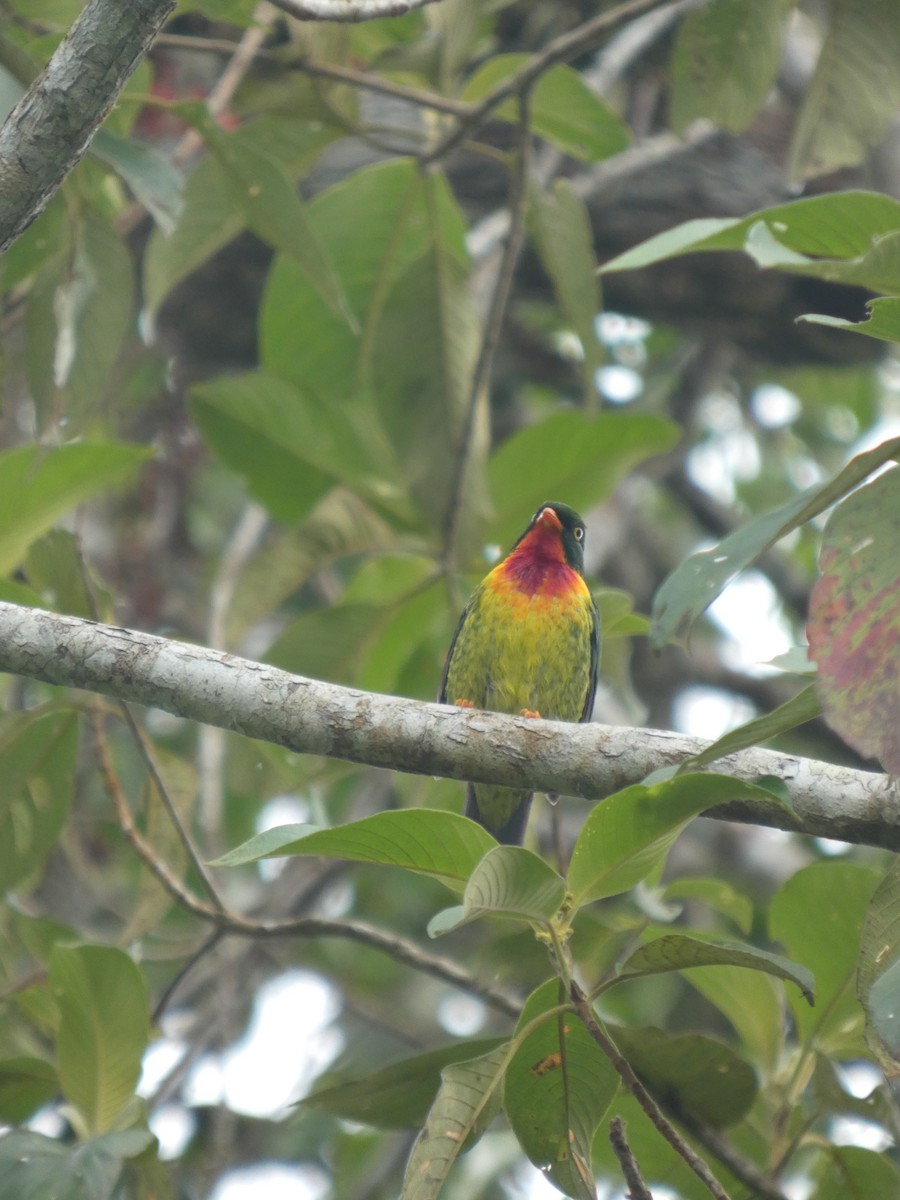 Scharlachbrustkotinga - ML647623512