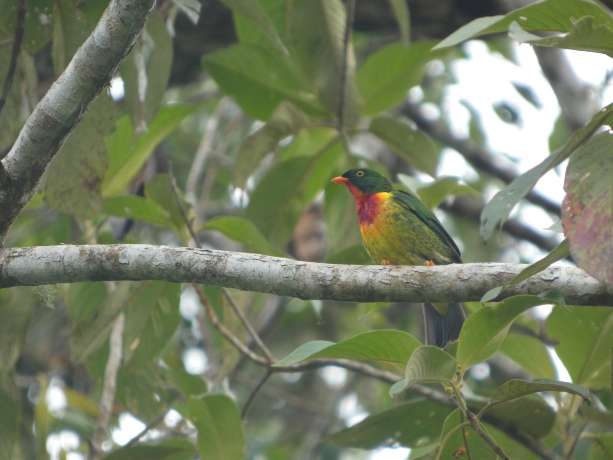 Scharlachbrustkotinga - ML647623522