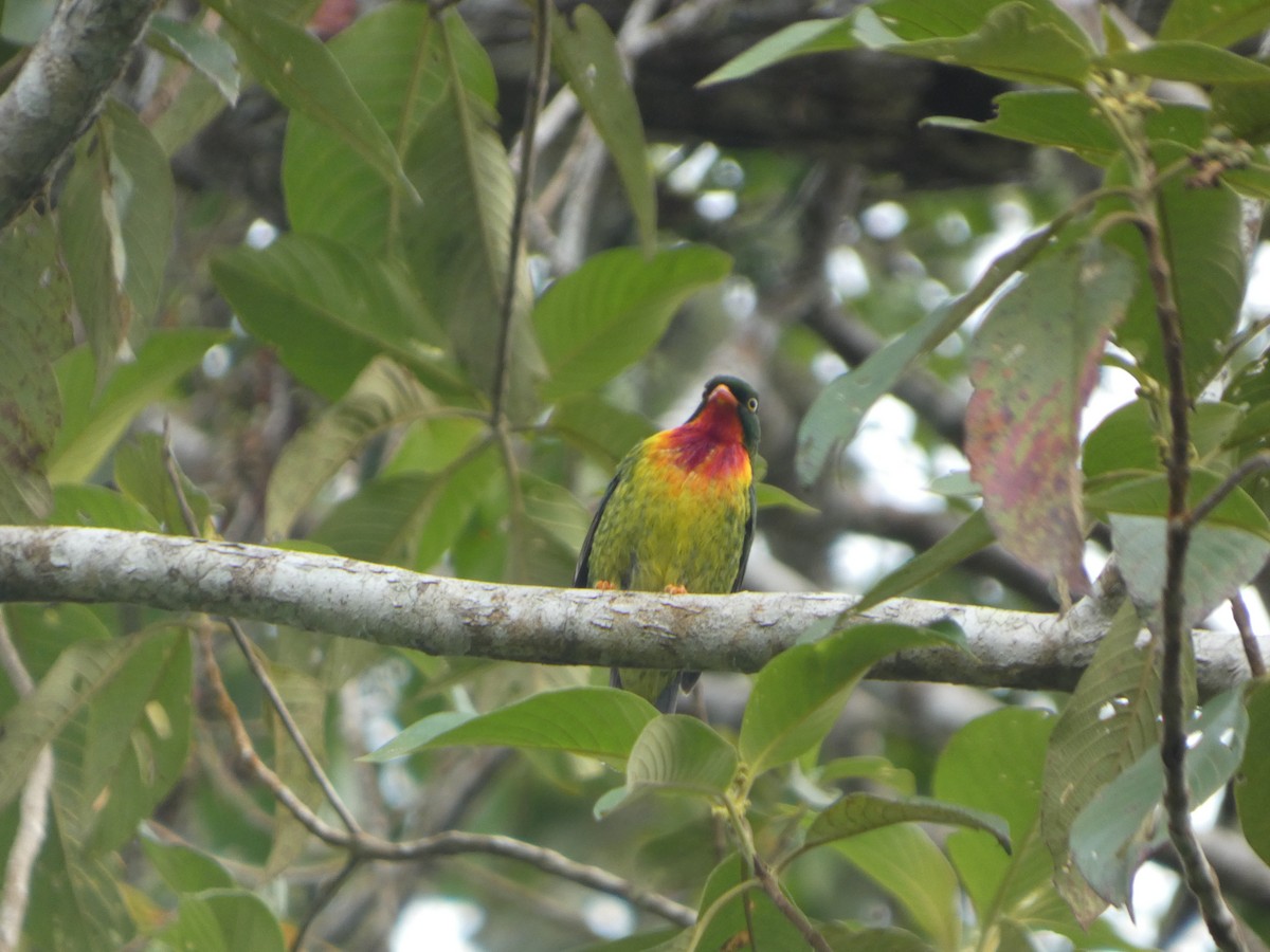 Scharlachbrustkotinga - ML647623523