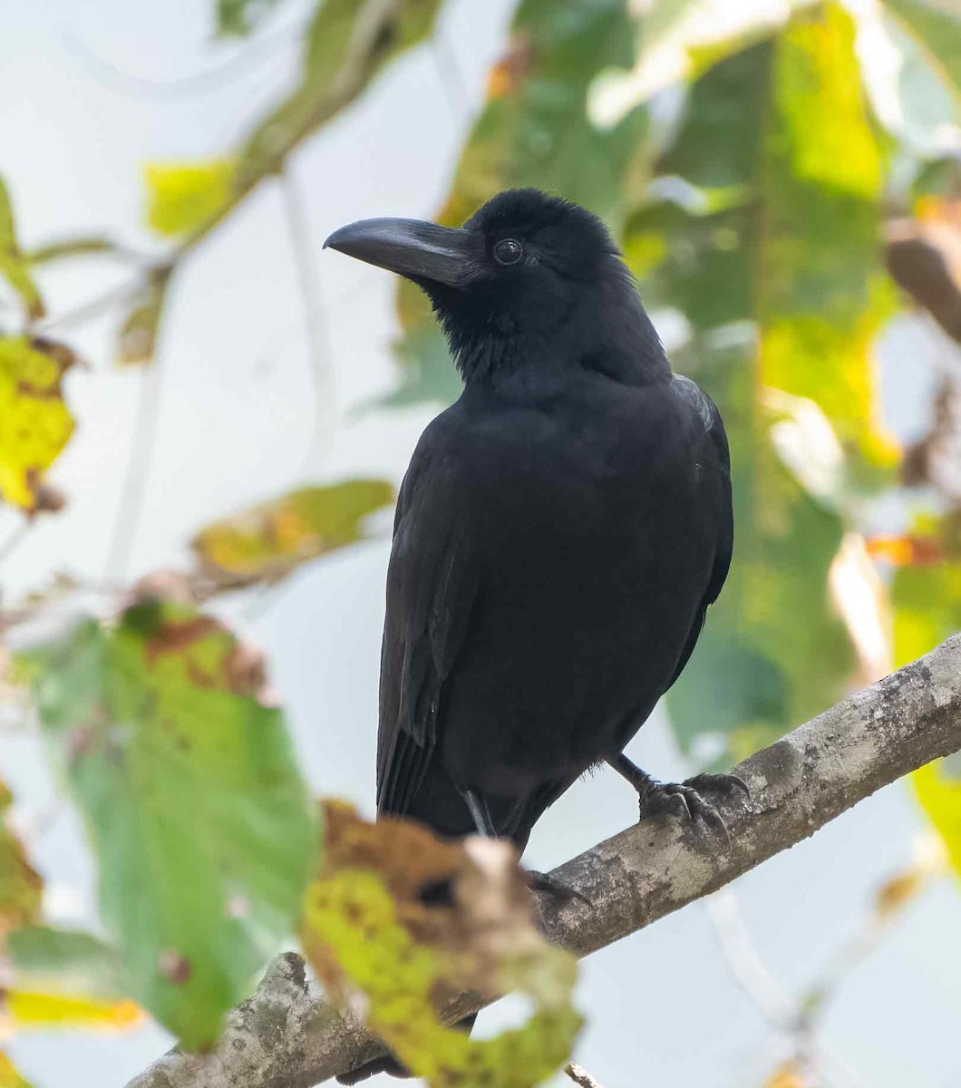 Large-billed Crow - ML647623533