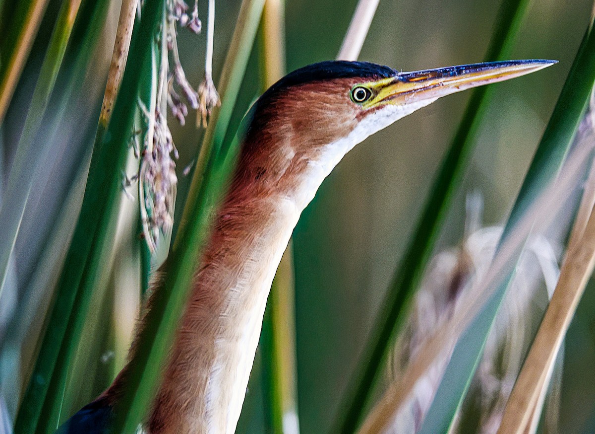 Petit Blongios - ML647623572