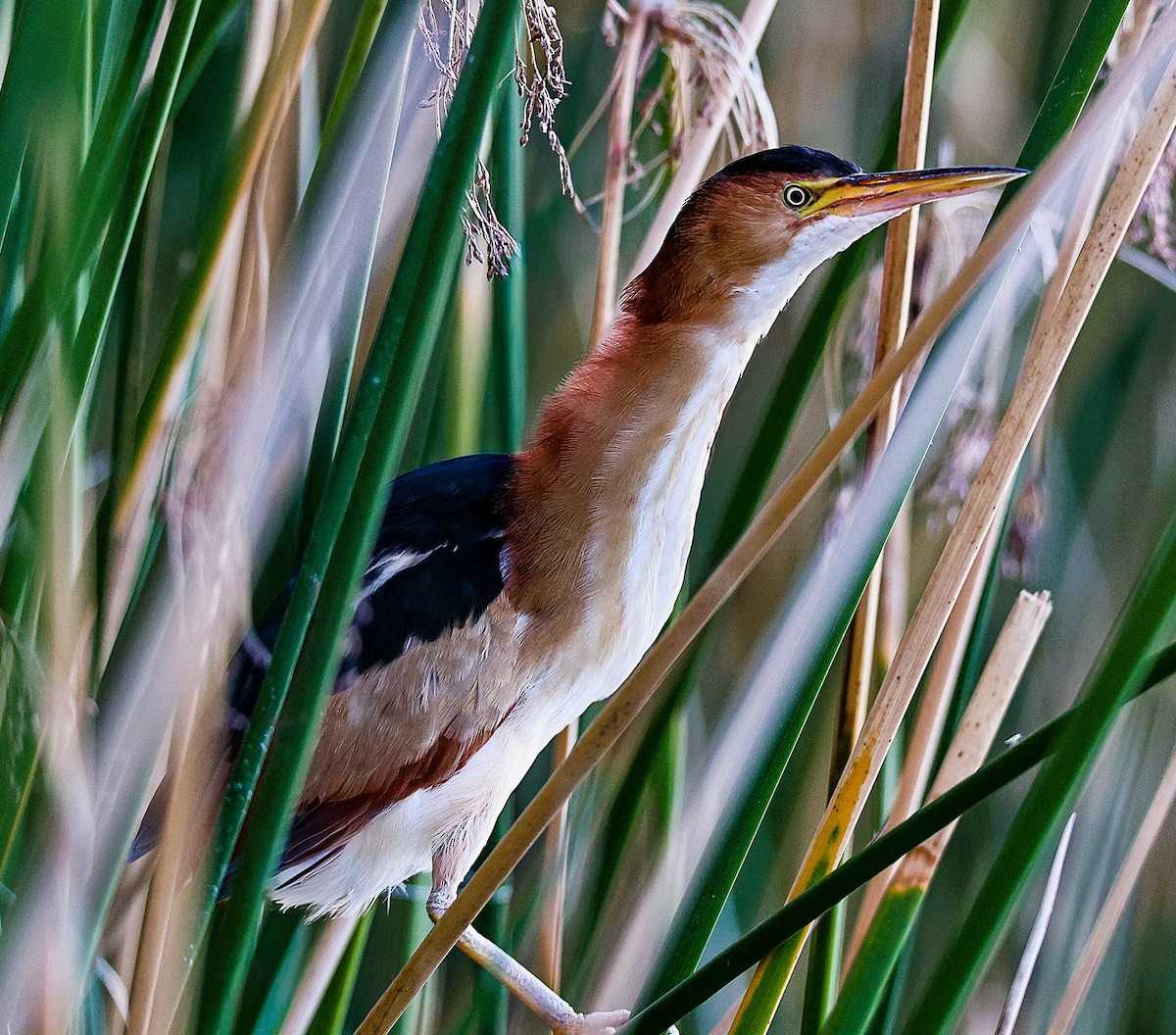 Petit Blongios - ML647623573