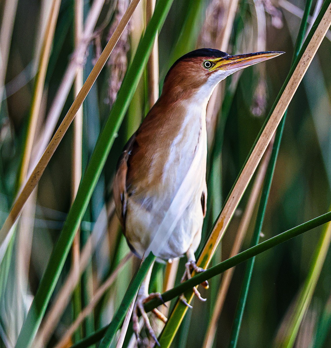 Petit Blongios - ML647623574