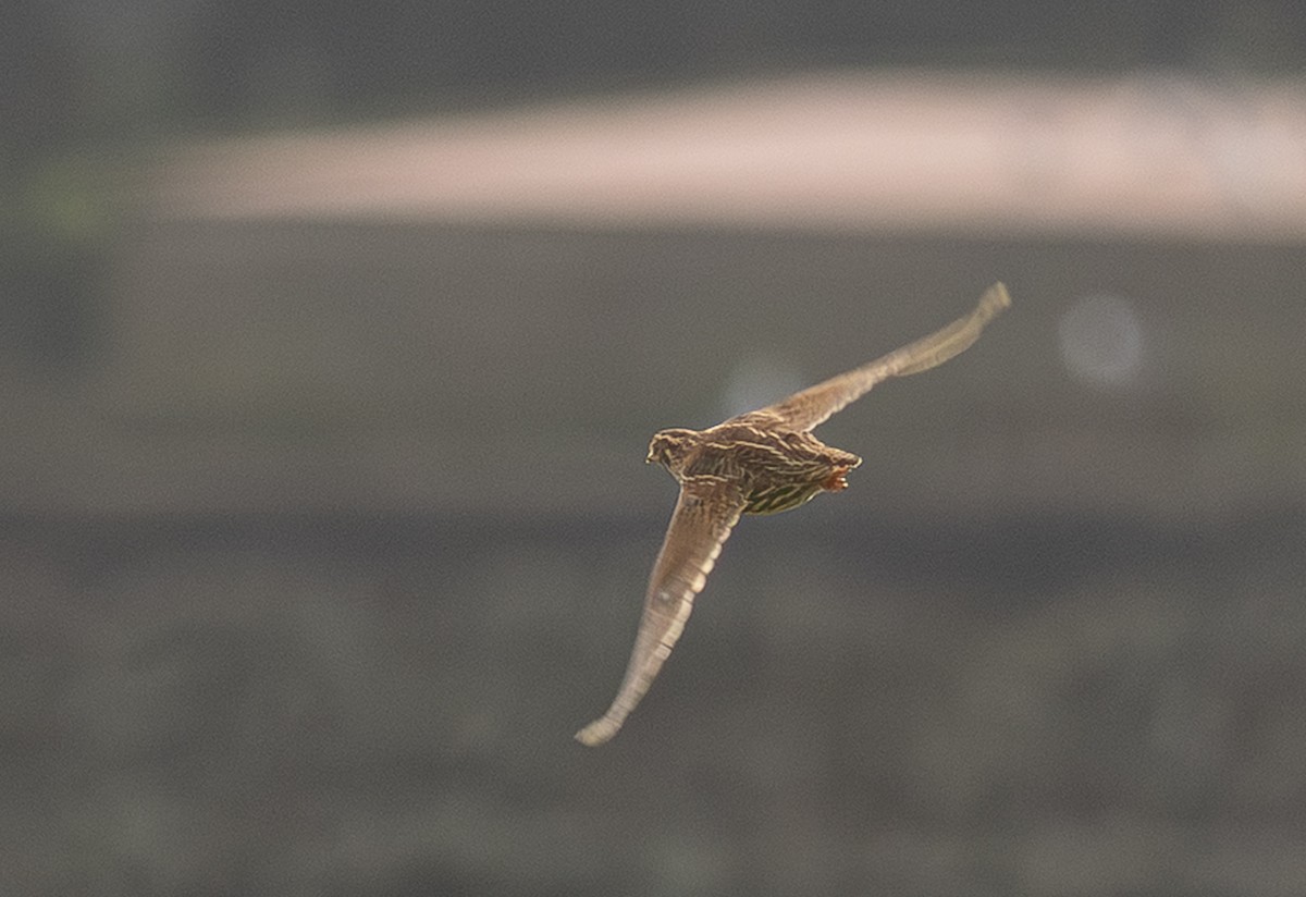 Common Quail - ML647623582