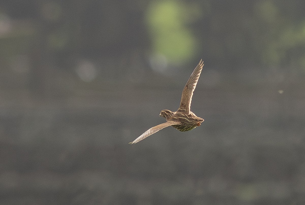 Common Quail - ML647623583