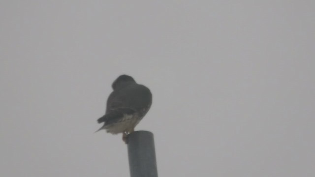 Boz Doğan (columbarius) - ML647623596