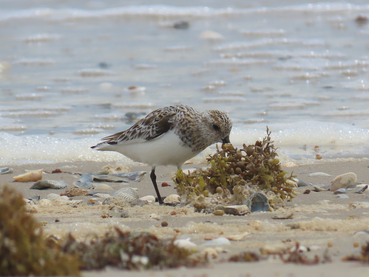 Sanderling - ML647623617