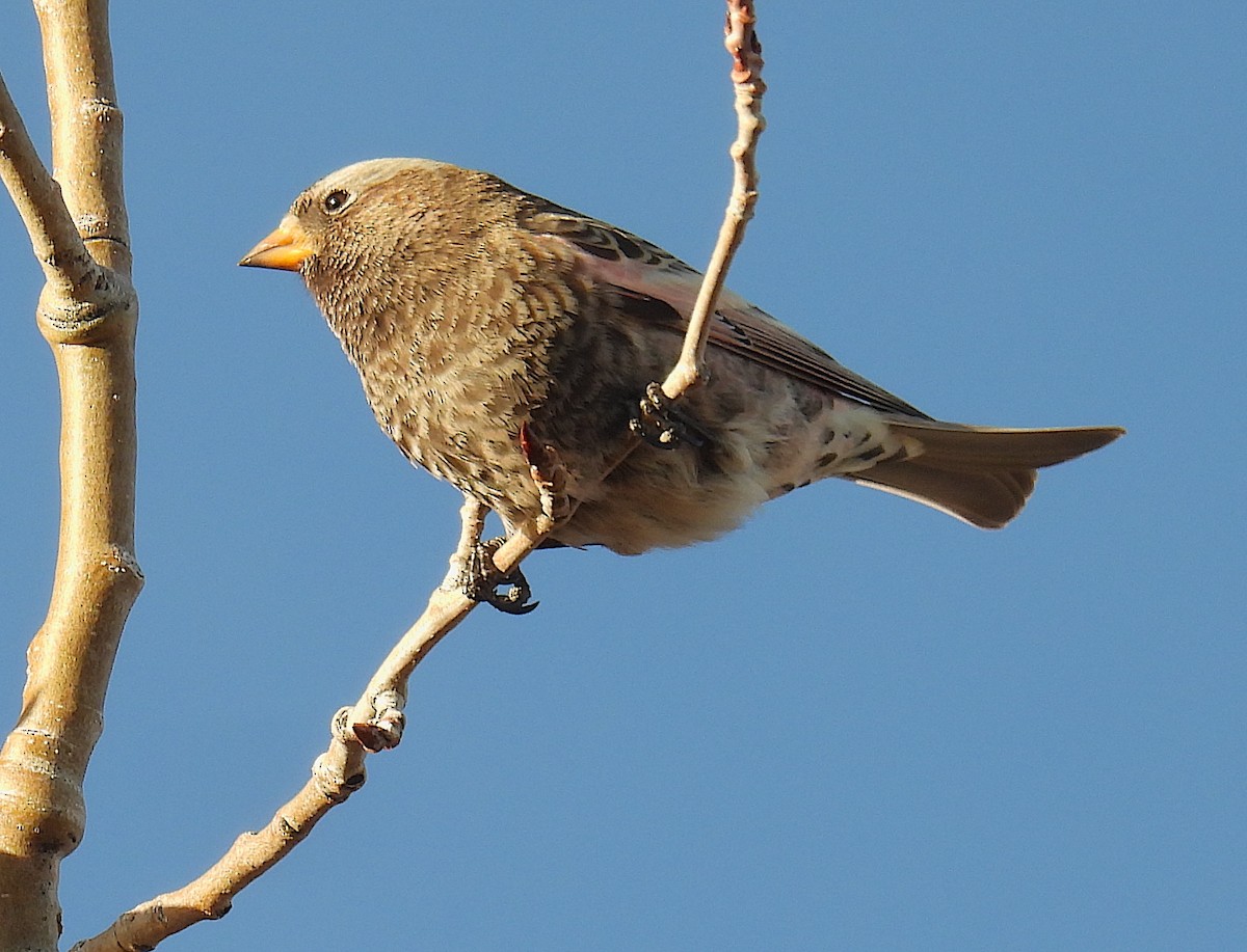 Black Rosy-Finch - ML647623807