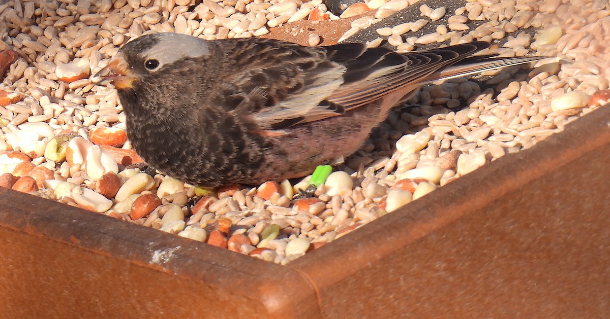 Black Rosy-Finch - ML647623808