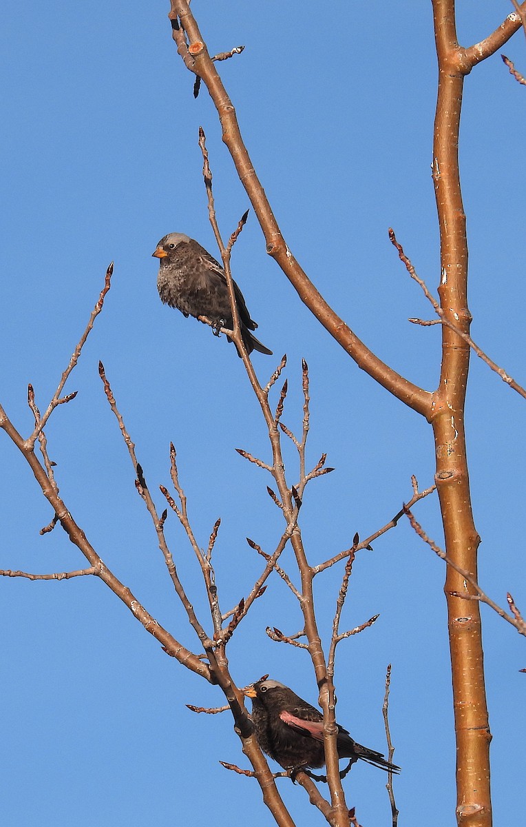 Black Rosy-Finch - ML647623819