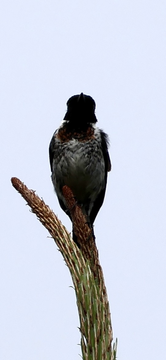 afrikasvartstrupe - ML647623875