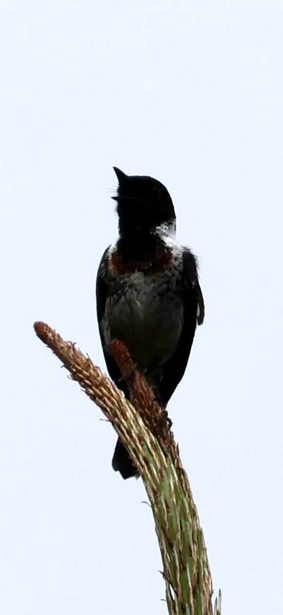 afrikasvartstrupe - ML647623876