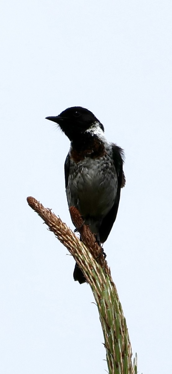 afrikasvartstrupe - ML647623877