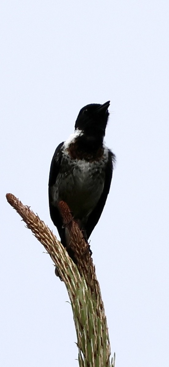 afrikasvartstrupe - ML647623878