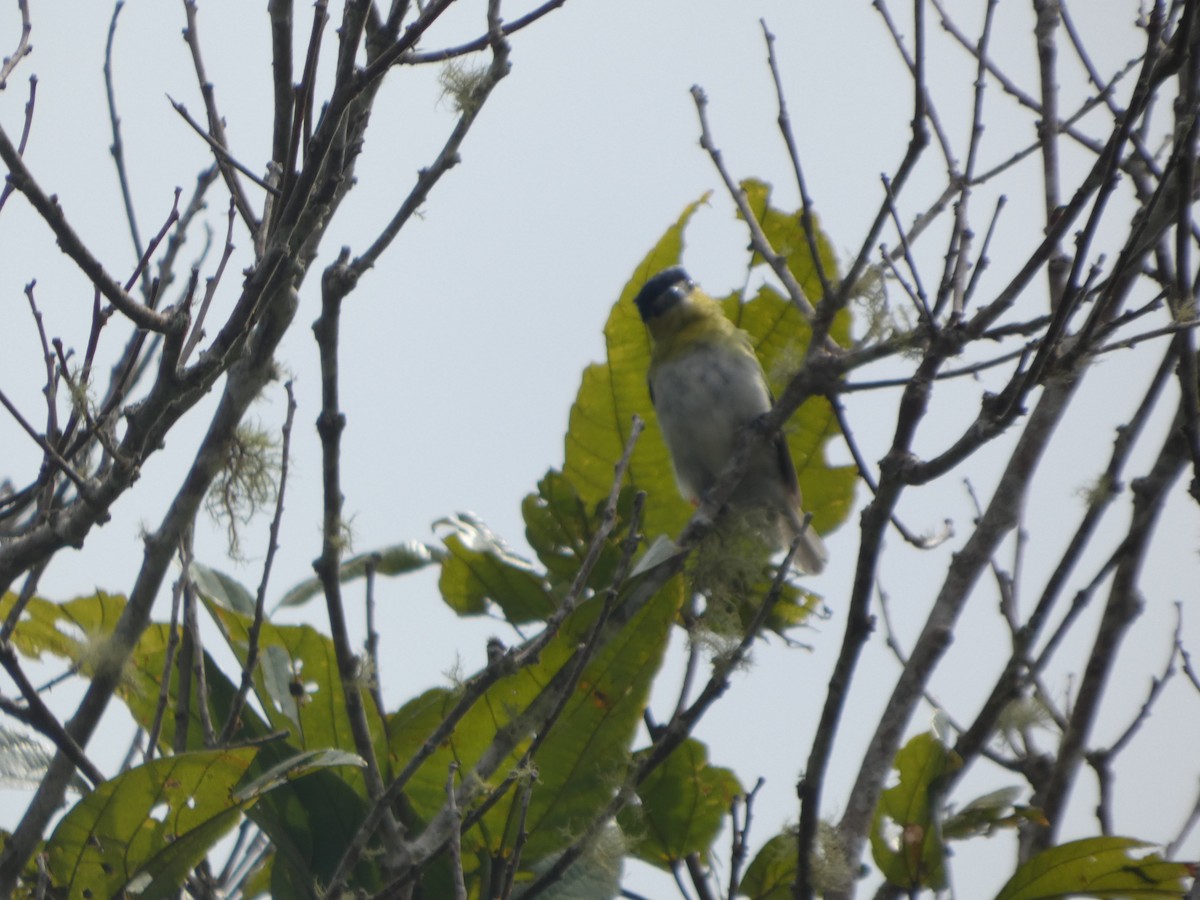 Green-backed Becard - ML647623879