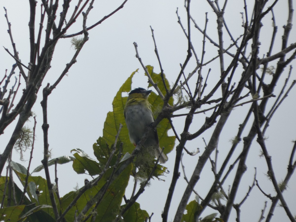 Green-backed Becard - ML647623880