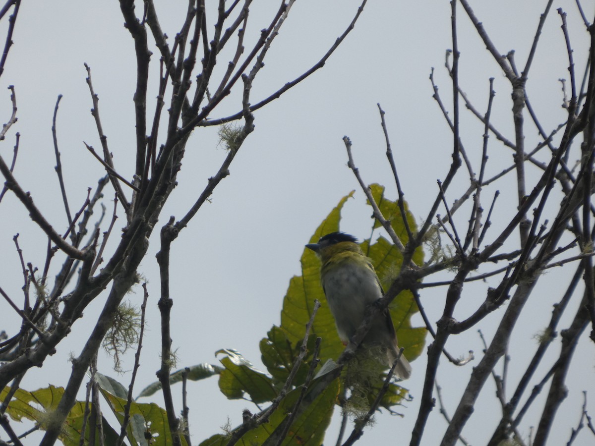 Green-backed Becard - ML647623881