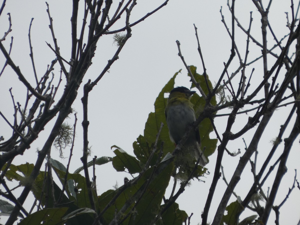 Green-backed Becard - ML647623882