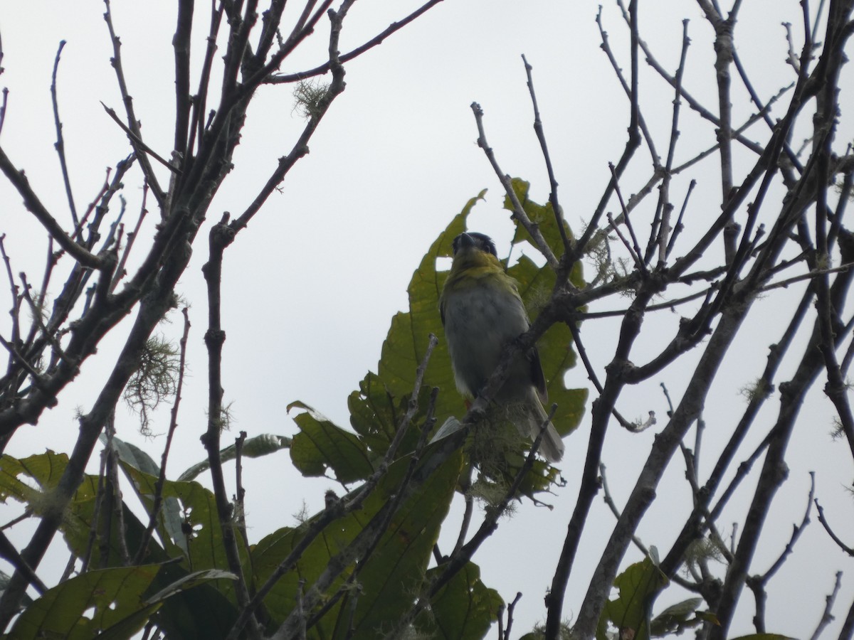 Green-backed Becard - ML647623883