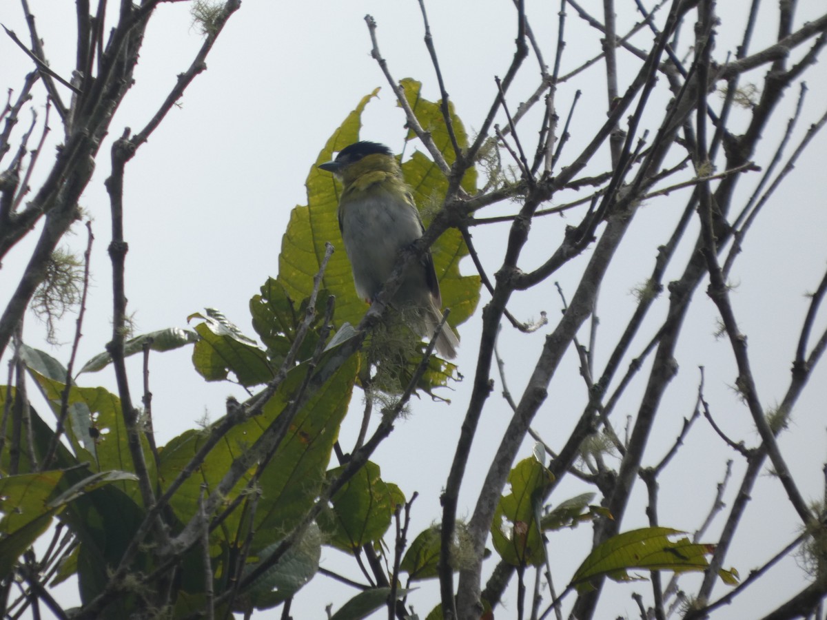 Green-backed Becard - ML647623884