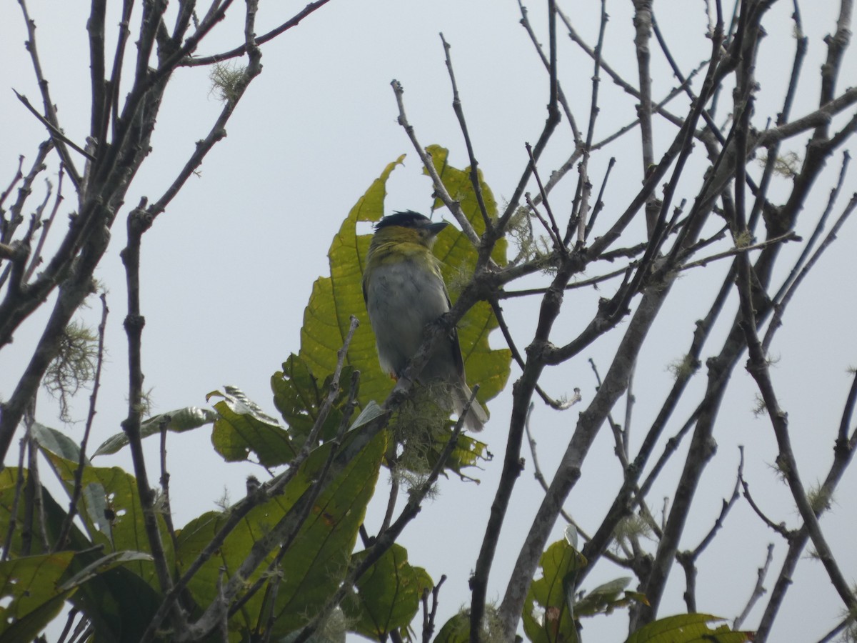 Green-backed Becard - ML647623885