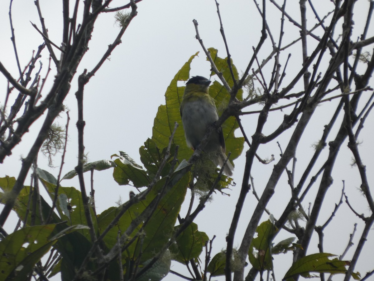 Green-backed Becard - ML647623886