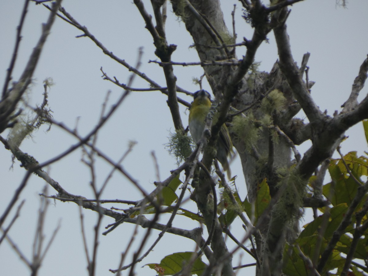 Green-backed Becard - ML647623887