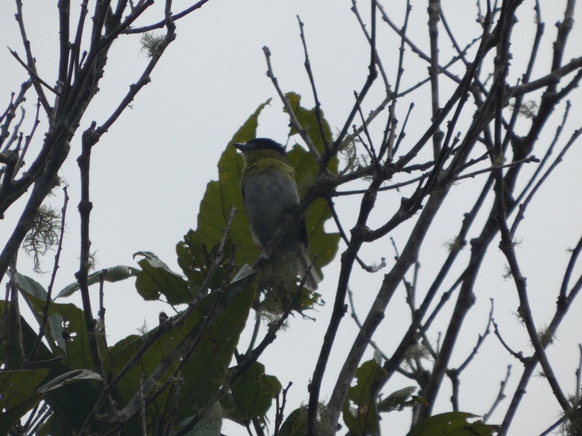 Green-backed Becard - ML647623888