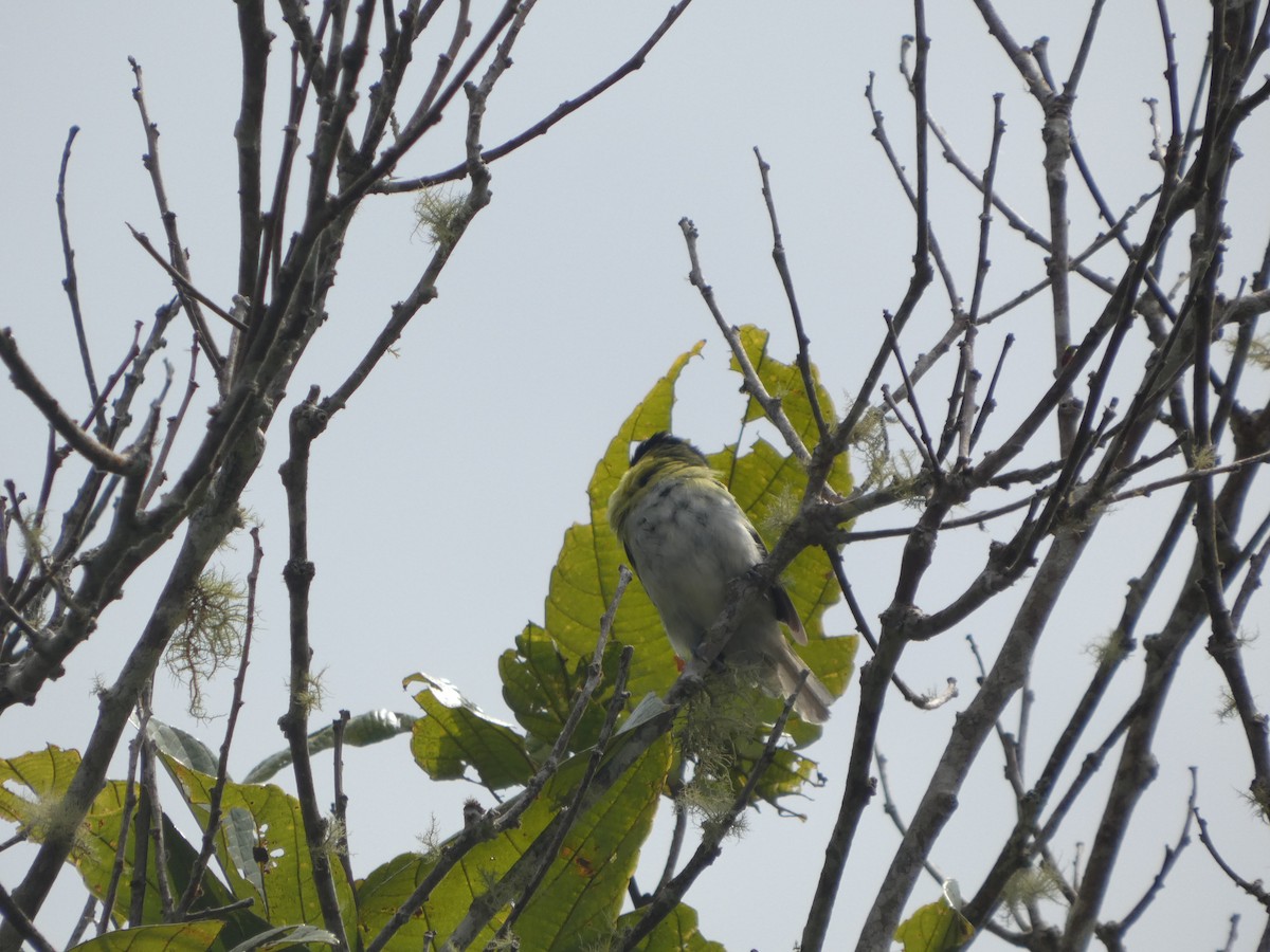 Green-backed Becard - ML647623889