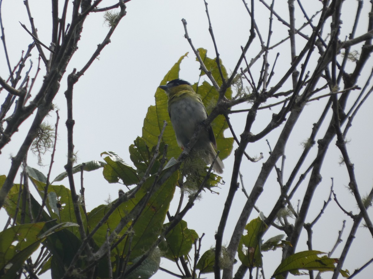 Green-backed Becard - ML647623901