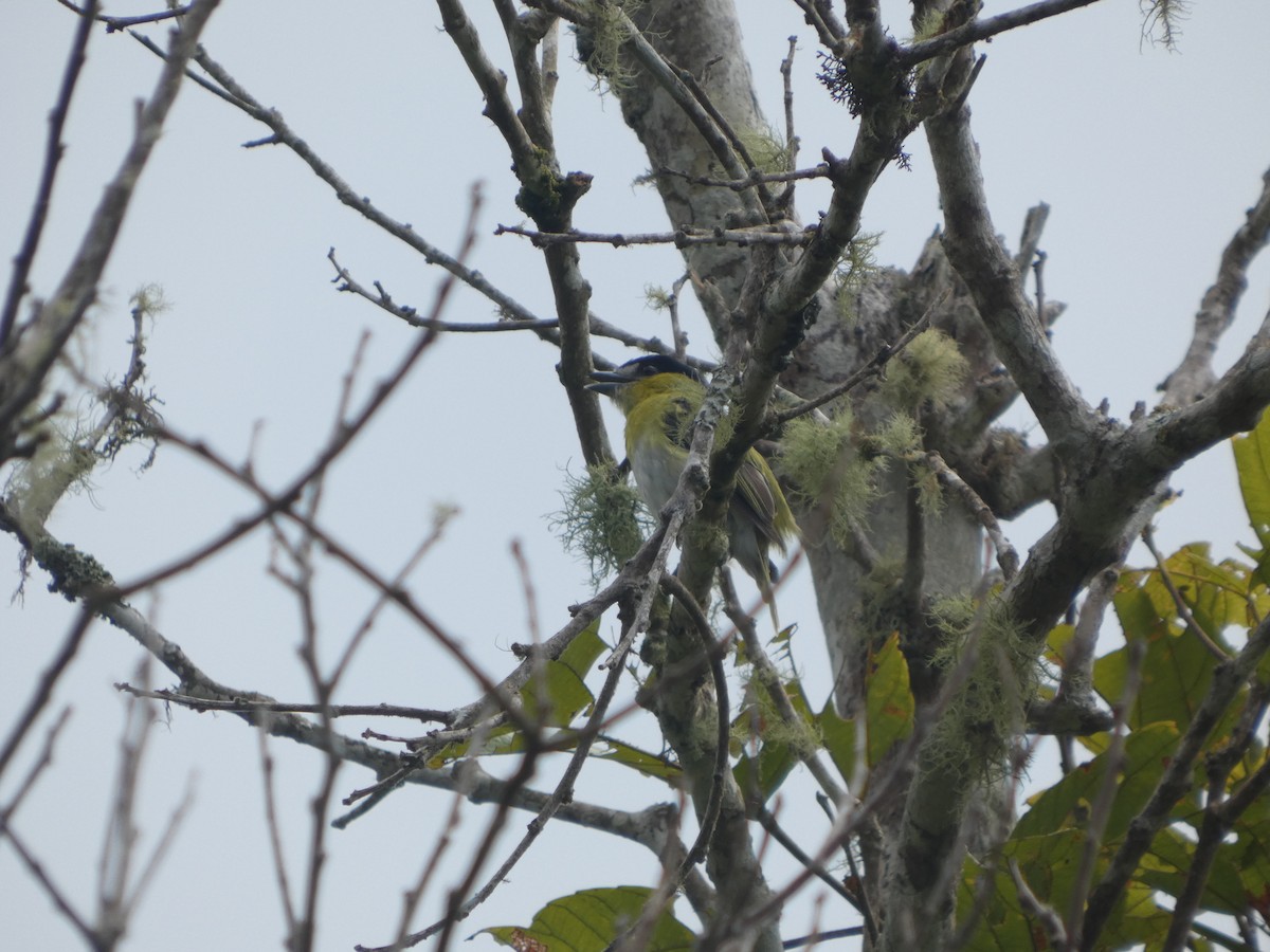 Green-backed Becard - ML647623905